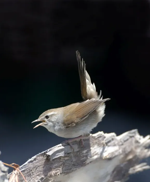 Framed Print : Cettis Warbler - Displaying May Framed Print : Cettis Warbler - Displaying May