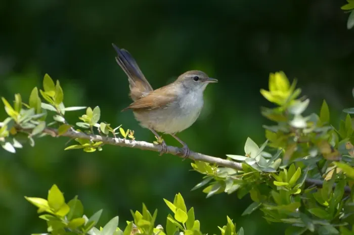 Framed Print : Cettis Warbler - Displaying UK, May Framed Print : Cettis Warbler - Displaying UK, May