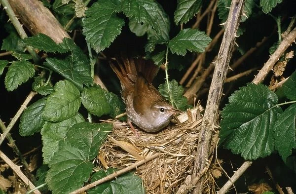 Cettis Warbler - at nest