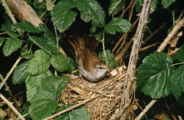 Framed Print : Cettis Warbler - at nest Framed Print : Cettis Warbler - at nest