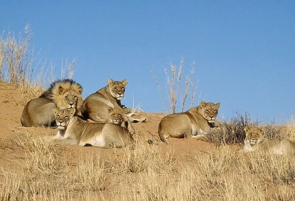 CH-5011. Lion - pride on dune. Kalahari Gemsbok Park, South Africa