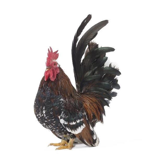Chabo  /  Japanese bantam Chicken Cockerel  /  Rooster