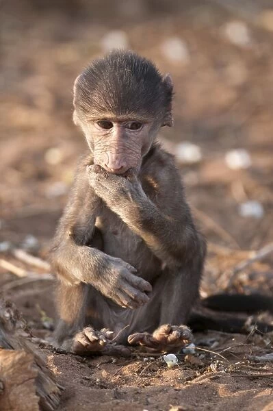 Chacma Baboon - baby sitting with hand in mouth - Chobe River - Botswana