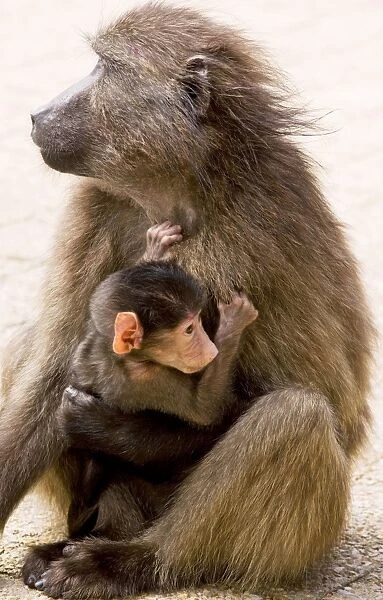 Chacma Baboon  /  Cape Baboon - mother with young, Cape, South Africa