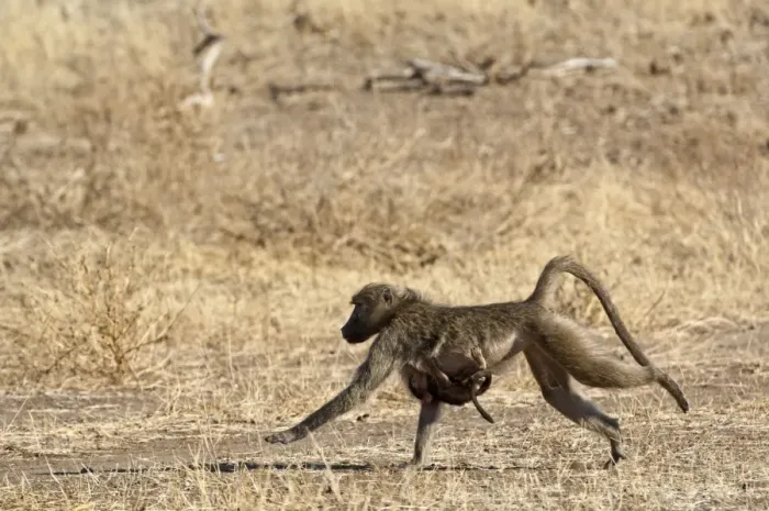 Framed Print : Chacma Baboon - female running with baby clinging to breast - Mashatu Game Reserve - Botswana Framed Print : Chacma Baboon - female running with baby clinging to breast - Mashatu Game Reserve - Botswana