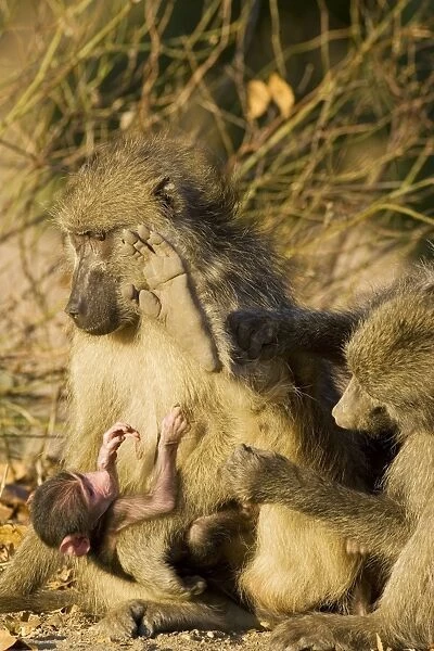 Chacma Baboon - Female with young is being groomed