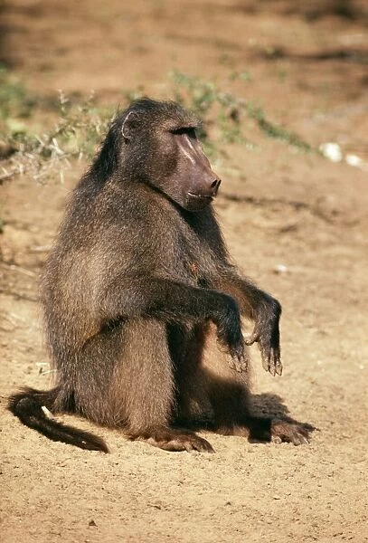 Chacma Baboon Natal, South Africa