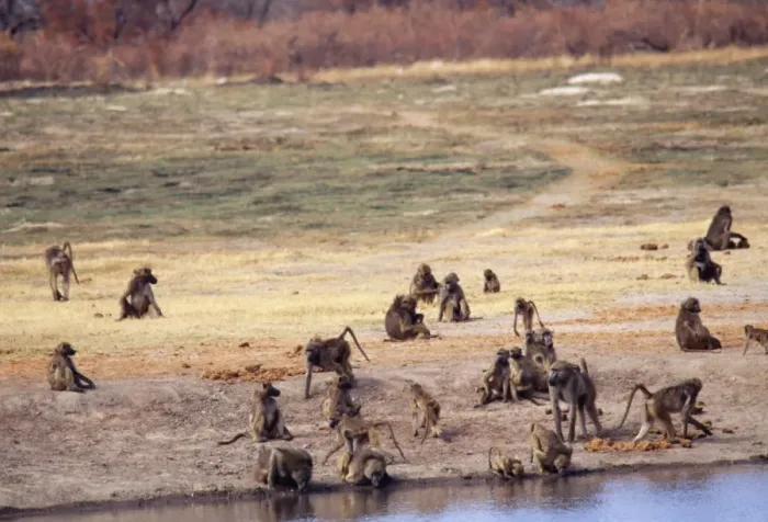 Framed Print : Chacma Baboon PS 8513 Troop drinking & resting Papio ursinus © Peter Steyn / ARDEA LONDON Framed Print : Chacma Baboon PS 8513 Troop drinking & resting Papio ursinus © Peter Steyn / ARDEA LONDON
