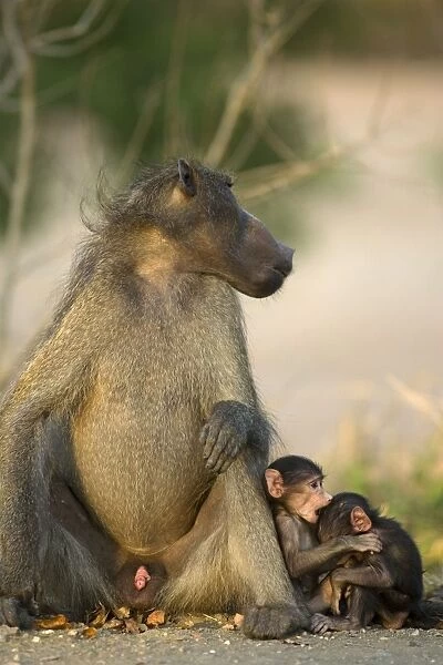 Chacma Baboon - Resting male and two playful youngsters
