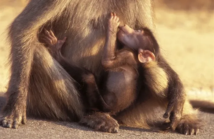 Framed Print : Chacma Baboon Suckling baby. Kruger National Park, South Africa Framed Print : Chacma Baboon Suckling baby. Kruger National Park, South Africa