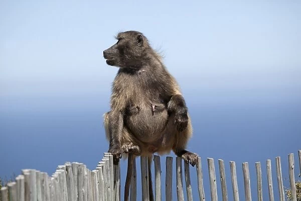 Chacma  /  Cape Baboon