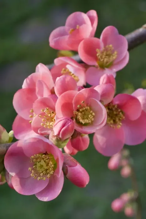 Framed Print : Chaenomeles flowers - in spring Framed Print : Chaenomeles flowers - in spring
