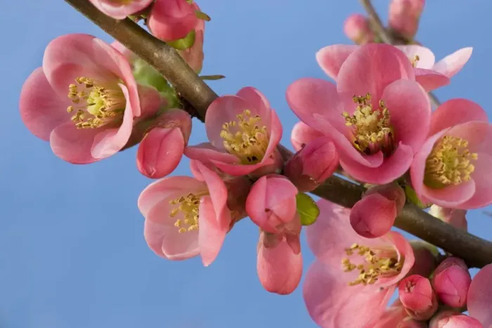 Framed Print : Chaenomeles flowers - in spring Framed Print : Chaenomeles flowers - in spring