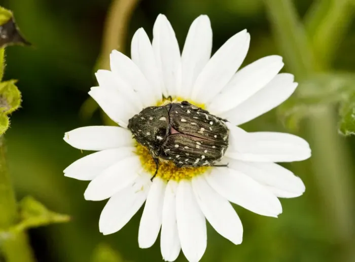 Framed Print : Chafer Beetle - on Ox-eye Daisy flower Framed Print : Chafer Beetle - on Ox-eye Daisy flower