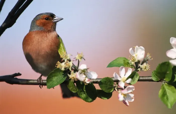 Framed Print : Chaffinch ME 443 By apple blossoms Fringilla coelebs © Johan De Meester / ARDEA LONDON Framed Print : Chaffinch ME 443 By apple blossoms Fringilla coelebs © Johan De Meester / ARDEA LONDON