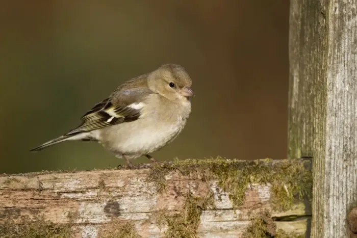 Framed Print : Chaffinch - female - Cornwall - UK Framed Print : Chaffinch - female - Cornwall - UK