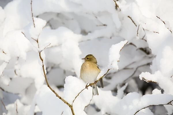 Chaffinch - female in snow - Scotland, UK