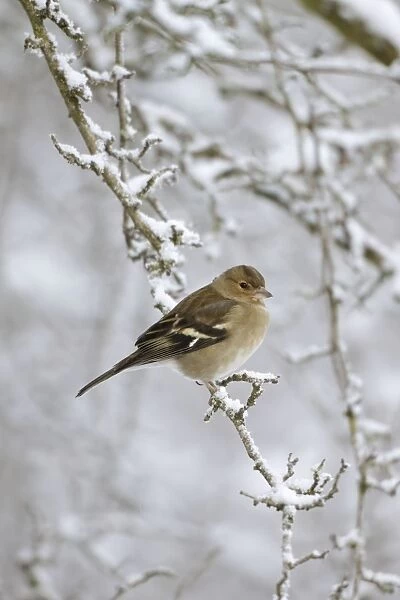Chaffinch - female in snowy conditions - Cleveland - UK