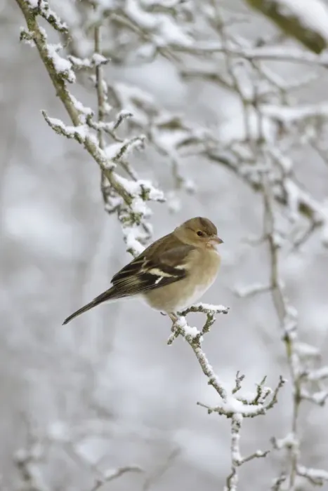 Framed Print : Chaffinch - female in snowy conditions - Cleveland - UK Framed Print : Chaffinch - female in snowy conditions - Cleveland - UK