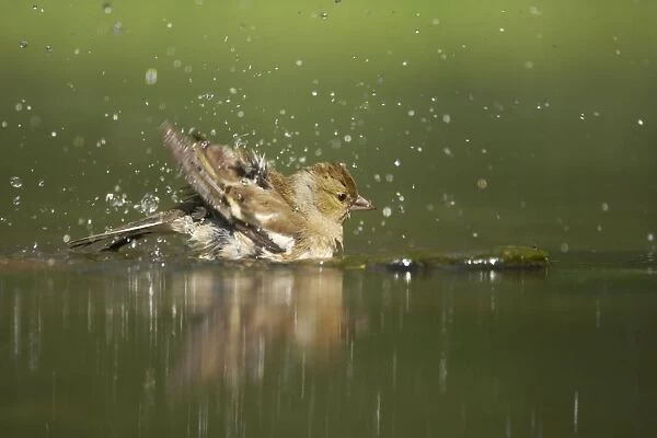 Chaffinch - Female washing in forest pool Fringilla coelebs Hungary BI015785