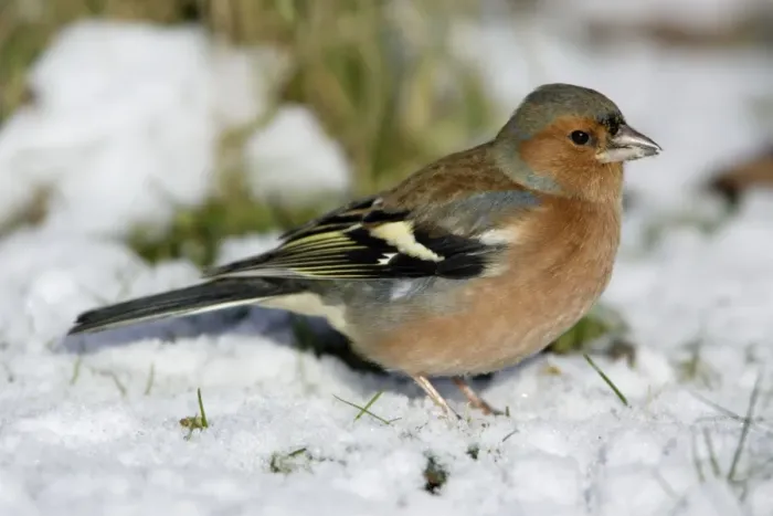Framed Print : Chaffinch - On ground in snow Framed Print : Chaffinch - On ground in snow