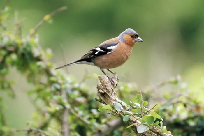 Framed Print : Chaffinch - male Framed Print : Chaffinch - male