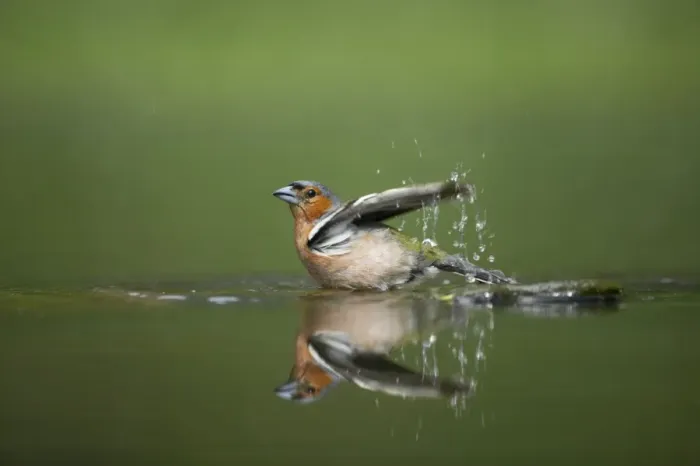 Framed Print : Chaffinch - Male bathing in forest pool Fringilla coelebs Hungary BI015827 Framed Print : Chaffinch - Male bathing in forest pool Fringilla coelebs Hungary BI015827