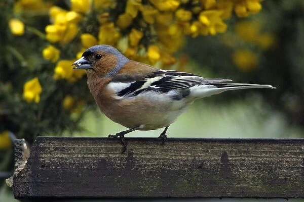 Chaffinch-male at bird table eating seed, Northumberland UK
