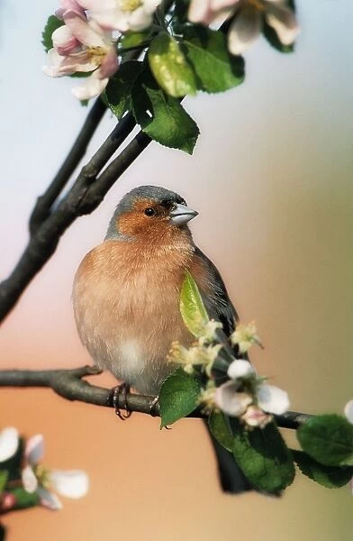 Chaffinch - male on branch of appletree with blossoms. Watercolour effect