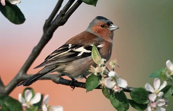 Chaffinch - male on branch of appletree with blossoms