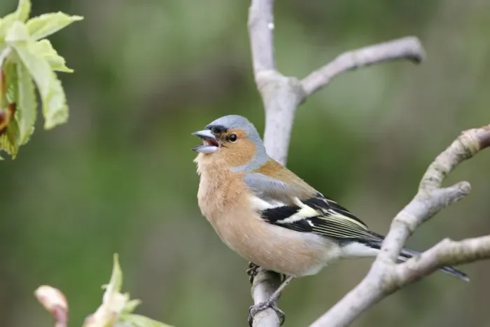 Framed Print : Chaffinch Male calling from horse chestnut twig Framed Print : Chaffinch Male calling from horse chestnut twig