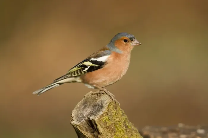 Framed Print : Chaffinch - male - Cornwall - UK Framed Print : Chaffinch - male - Cornwall - UK