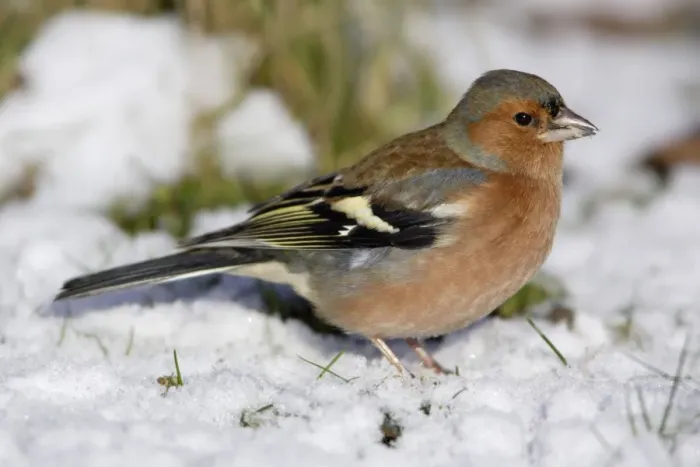 Framed Print : Chaffinch - Male, feeding on ground in garden, winter-time. Lower Saxony, Germany Framed Print : Chaffinch - Male, feeding on ground in garden, winter-time. Lower Saxony, Germany