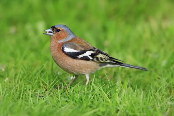 Framed Print : Chaffinch - male, feeding on lawn, Lower Saxony, Germany