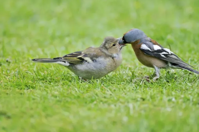 Framed Print : Chaffinch - male feeding young