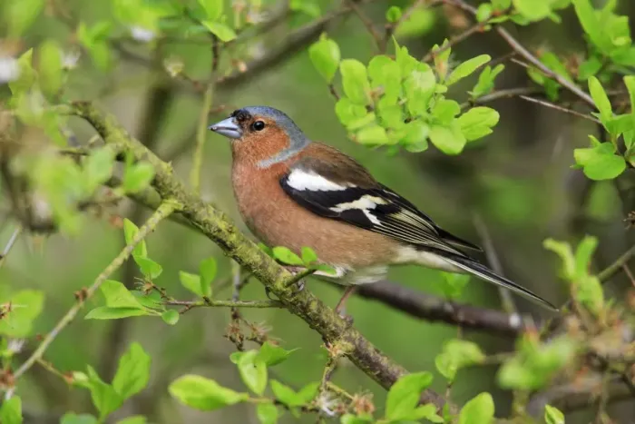 Framed Print : Chaffinch - male, in garden hedge, Lower Saxony, Germany Framed Print : Chaffinch - male, in garden hedge, Lower Saxony, Germany