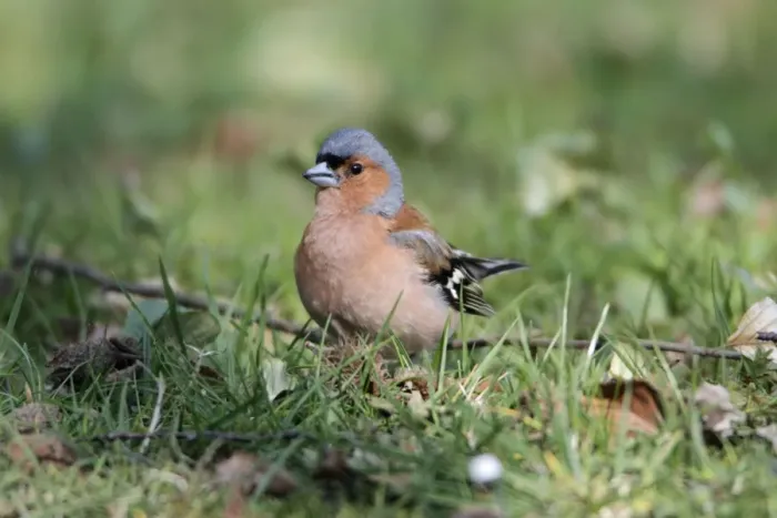 Framed Print : Chaffinch - male on ground - Hessen - Germany Framed Print : Chaffinch - male on ground - Hessen - Germany