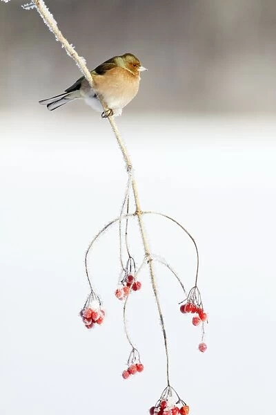 Chaffinch - male on Guelder Rose branch coverd with frost, Lower Saxony, Germany