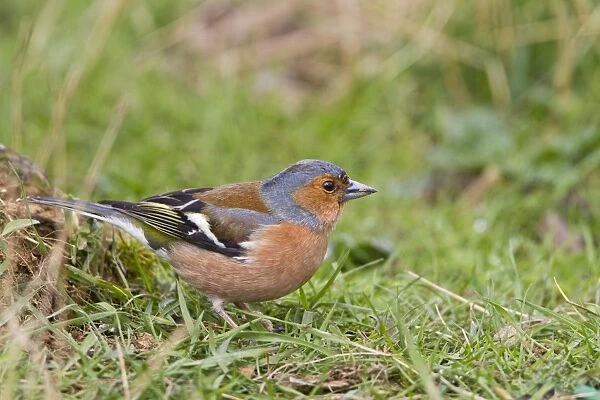 Chaffinch - male in meadow grass - Bedfordshire UK 9896
