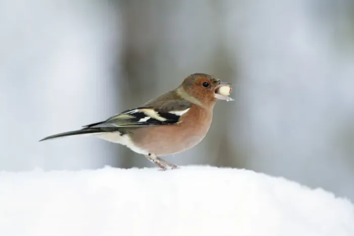 Framed Print : Chaffinch - male with peanut in beak, in snow, Lower Saxony, Germany Framed Print : Chaffinch - male with peanut in beak, in snow, Lower Saxony, Germany