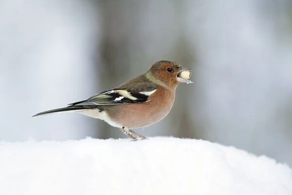 Chaffinch - male with peanut in beak, in snow, Lower Saxony, Germany