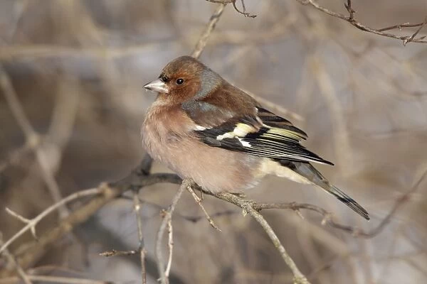Chaffinch - male perched on branch in winter - Lower Saxony - Germany