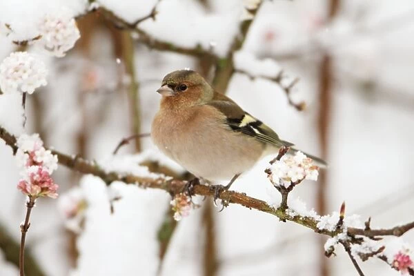 Chaffinch - male perched on flowering Viburnum in snow, Lower Saxony, Germany