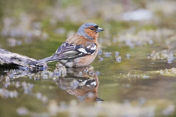 Chaffinch - male at pond - Bedfordshire UK 10227