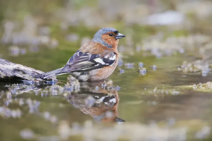 Framed Print : Chaffinch - male at pond - Bedfordshire UK 10227 Framed Print : Chaffinch - male at pond - Bedfordshire UK 10227