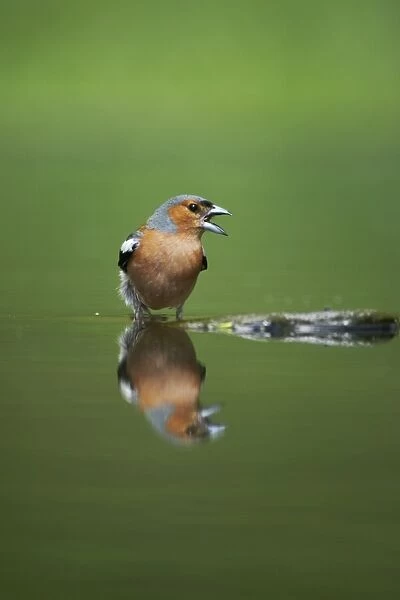 Chaffinch - Male reflected in forest pool Fringilla coelebs Hungary BI015777