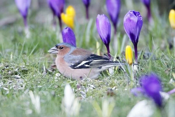 Chaffinch - male searching for food in garden between flowering crocus, Lower Saxony, Germany