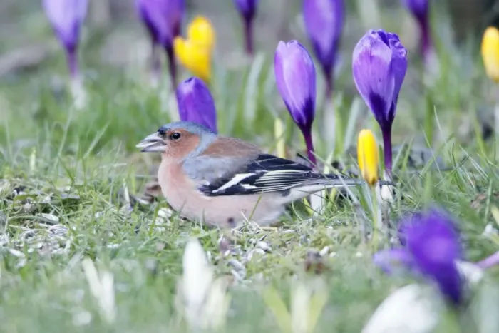 Framed Print : Chaffinch - male searching for food in garden between flowering crocus, Lower Saxony, Germany Framed Print : Chaffinch - male searching for food in garden between flowering crocus, Lower Saxony, Germany