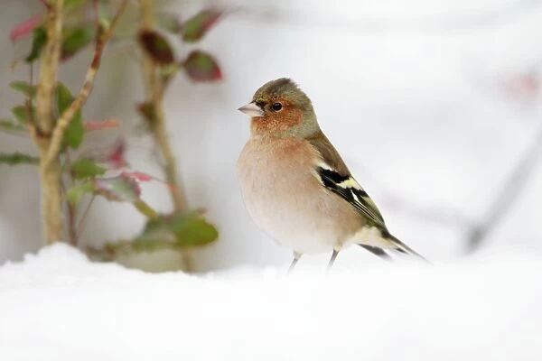 Chaffinch - male searching for food in snow, Lower Saxony, Germany