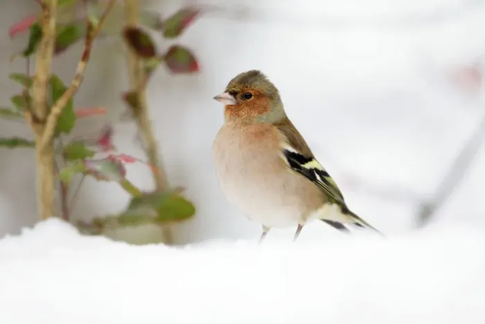 Framed Print : Chaffinch - male searching for food in snow, Lower Saxony, Germany Framed Print : Chaffinch - male searching for food in snow, Lower Saxony, Germany